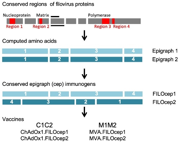 Conserved regions of the filovirus proteome (red) are the most similar parts of proteins common across the eight virus species of the filovirus family. These regions were identified by amino acid alignment of all known filovirus isolates in the database. An algorithm called Epigraph computed bi-valent amino acid sequences (epigraph 1 and epigraph 2), which complement each other and are used together in a vaccine to optimize match of potential T-cell epitopes between the vaccine and all input filovirus species. For the FILOcep1 and FILOcep2 epigraphs, the four regions 1, 2, 3 and 4 are 280 (nucleoprotein 131–410), 123 (matrix 71–193), 315 (RNA polymerase 540–854) and 109 (RNA polymerase 952–1060) amino acid long, respectively, and were arranged into different orders to minimize potential induction of T cells recognizing irrelevant (non-viral) newly generated epitopes across the regional junctions. Synthetic ORF coding for these two proteins each 827 amino acid in length were inserted into engineered replication-deficient simian (chimpanzee) adenovirus ChAdOx1 and replication-deficient poxvirus MVA to generate four components of the vaccine abbreviated C1, C2, M1 and M2. Credit: Credit: Rahim et al. (2019)