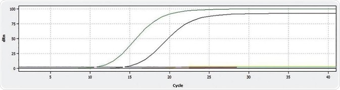 Display of the qPCR curves for ROX (green – Sample 5, black – Postiv control)