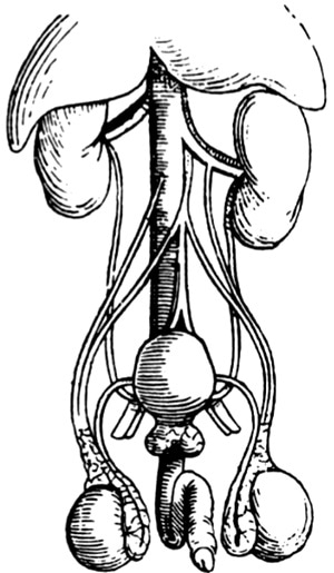 Andreas Vesalius - Diagram of prostate