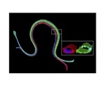 Researchers create 3D vascularized proximal tubule model to study renal reabsorption