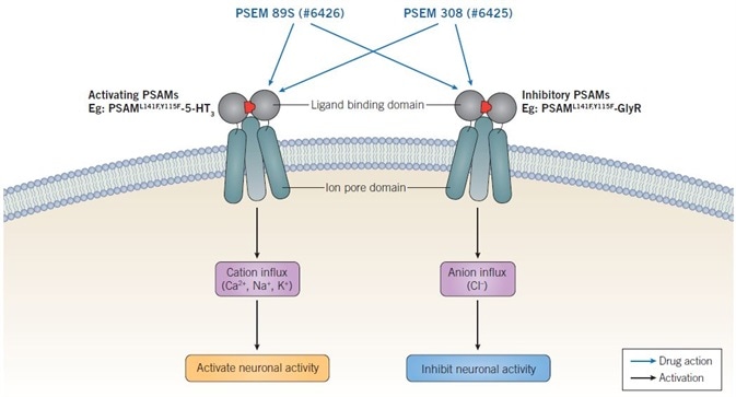 Mechanism of action of PSEMs. Activating PSAMs are composed of a mutated α7 nAChR ligand binding domain spliced with the ion pore domain of a cation selective channel, such as 5-HT3. Binding of PSEMs to activating PSAMs results in influx of cations and activation of neuronal activity. Inhibitory PSAMs are composed of a mutated α7 nAChR ligand binding domain spliced with the ion poredomain of an anion selective channel, such as GlyR. Binding of PSEMs to inhibitory PSAMs results in influx of anions and inhibition of neuronal activity.