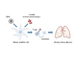 CMV airway infection enlarges spectrum of environmental allergens