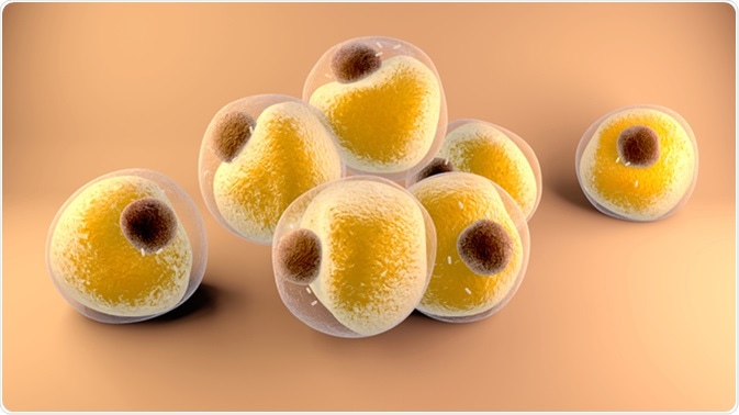 3d illustration Adipocytes. Image Credit: Design Cells / Shutterstock
