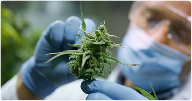 Scientist checking hemp plants. Image Credit: HQuality / Shutterstock