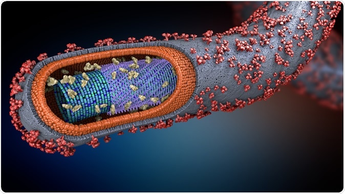 3d illustration of a cross-section of an ebola pathogen - Illustration Credit: Christoph Burgstedt / Shutterstock