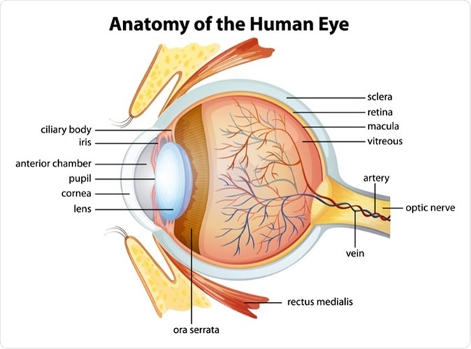 Illustration of the human eye anatomy. Credit: BlueRingMedia / Shutterstock