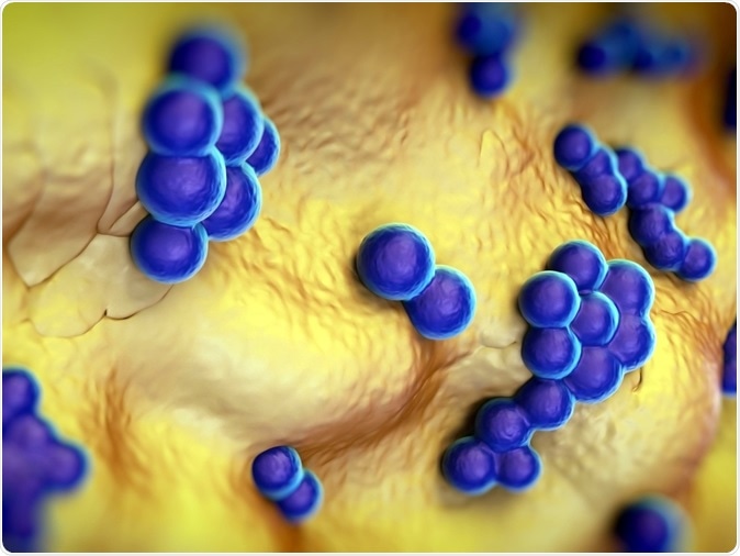 Staphylococcus aureus (MRSA) bacteria 3d illustration: Credit: Shutterstock