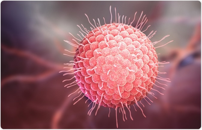 Varicella zoster virus or varicella-zoster virus (VZV) is one of eight herpesviruses known to infect humans and vertebrates. 3D illustration Credit: Tatiana Shepeleva / Shutterstock