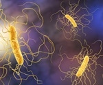 How to Recover Gut Health After Clostridium difficile Infection