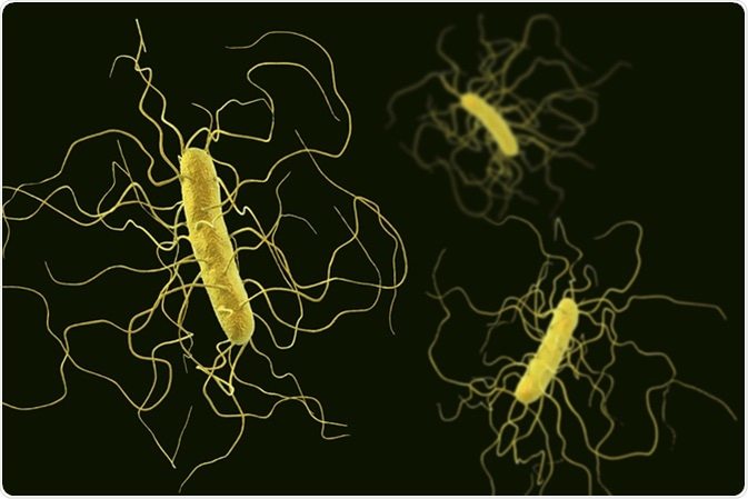 Clostridium difficile bacteria isolated on black background, 3D illustration. Image Credit: Kateryna Kon / Shutterstock