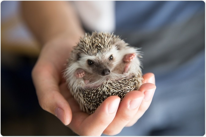 African Pygmy Hedgehog. Image Credit: Shutterstock