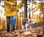 Dog walking increases risk of bone fractures in older adults