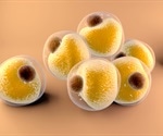 What are Adipocytes?