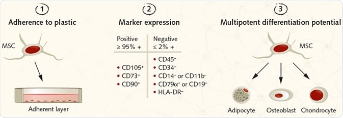 Summary of the ISCT criteria for identifying MSCs for research purposes. (1) MSCs must be plastic-adherent under standard culture conditions. (2) MSCs must express the surface antigens CD105, CD73, and CD90. A lack of expression of hematopoietic antigens (CD45, CD34, CD14/CD11b, CD79a/CD19, HLA-DR) is recommended, along with a minimum purity of ≥95% for CD105, CD73, and CD90 positive cells and ≤2% expression of hematopoietic antigens. (3) MSCs must be shown to be multipotent and be able to give rise to adipocytes, osteoblasts, and chondrocytes under the standard in vitro tissue culture-differentiating conditions.