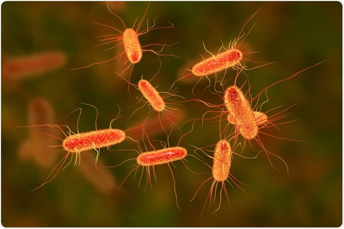 Escherichia coli bacterium, E.coli, gram-negative rod-shaped bacteria, part of intestinal normal flora and causative agent of diarrhea and inflammations of different location, 3D illustration - Illustration. Image Credit: Kateryna Kon / Shutterstock