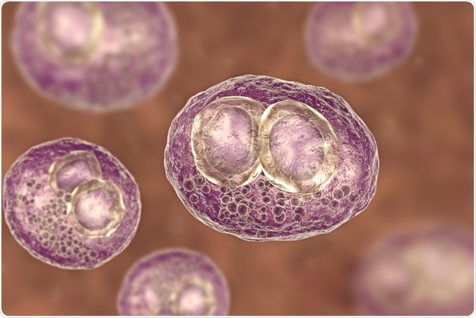 Cytomegalovirus CMV in human cell. Image Credit: Kateryna Kon /  Shutterstock