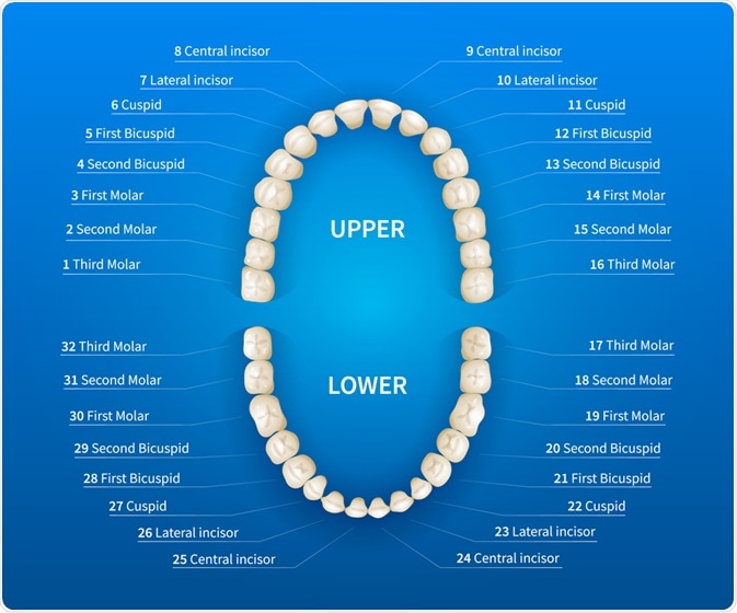 Universal numbering system for teeth