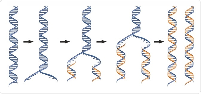 Process of semi-conservative DNA replication, a model proposed by Watson and Crick