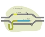 IDT releases new ultra-high performance CRISPR Cas12a enzyme