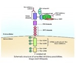 c-Mesenchymal-Epithelial Transition Factor Kinase Inhibitors