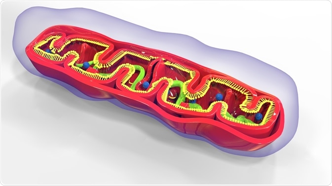 The mitochondrial genome is  vital for the production of cellular energy.