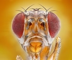 Are fruit fly 'avatars' the next step in personalized medicine?
