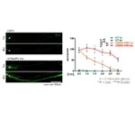 Inhibition of CRMP2 phosphorylation promotes axonal regeneration after optic nerve injury