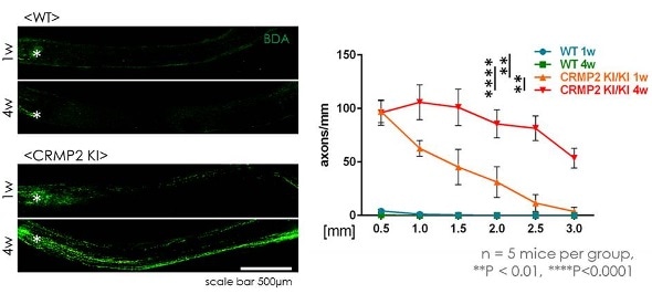 Inhibition of CRMP2 phosphorylation supports optic nerve regeneration after injury