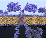 CHOP researchers unlock 3D structure of crucial protein for cancer therapy