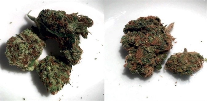 CBD (left) and THC cannabis (right) are indistinguishable to the naked eye.