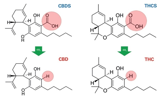Thermal decarboxylation of CBD and THCS to THC, respectively.