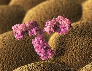 Newly identified antibodies target a hard-to-spot region of the influenza virus