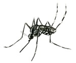 Egg yolk precursor protein plays key role in regulating mosquitos’ attraction to humans