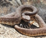 Researchers report on the sweet side of snake venom toxins