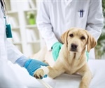 Gene therapy that reverses blindness in dogs could also help treat humans