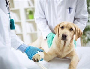 Kibow renews exclusive worldwide veterinary licensing and marketing agreement