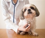 Generic version of Viagra could be the long-waited remedy for dogs with megaesophagus