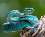 UCI chemists develop cheap, effective way to neutralize deadly snake venom