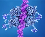 p53 protein peptide stops cancer in its tracks