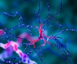 Single type of neuron found to be responsible for keeping our legs in lockstep