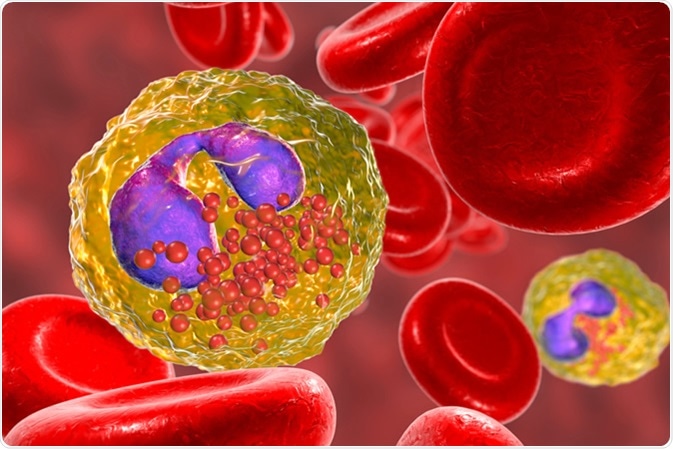 Eosinophil in blood, a white blood cell, 3D illustration. Credit: Kateryna Kon / Shutterstock