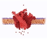 How Calcium Ions Provide Signals in Heart Muscle Cells