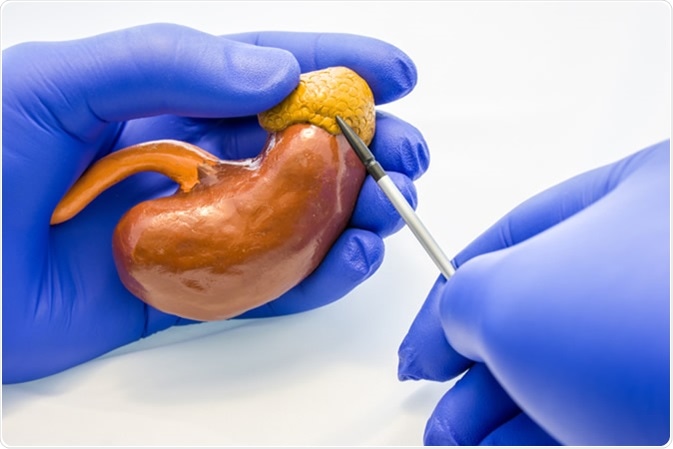 Doctor or scientist holds in hand model of adrenal gland with kidney organ and points with pointer on gland body in other hand. Image Credit: Shidlovski / Shutterstock