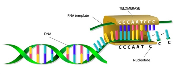 Telomerase elongates telomere. Image Credit: Designua / Shutterstock