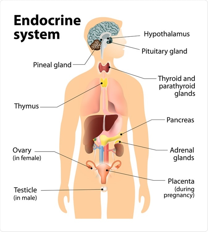 Endocrine system. Human silhouette with highlighted internal organs. Image Credit: Designua / Shutterstock
