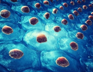 Innovative therapy targets and destroys leukemia stem cells