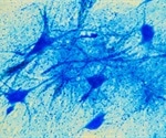 Imaging Calcium in Motor Neurons Using Fura-2 AM