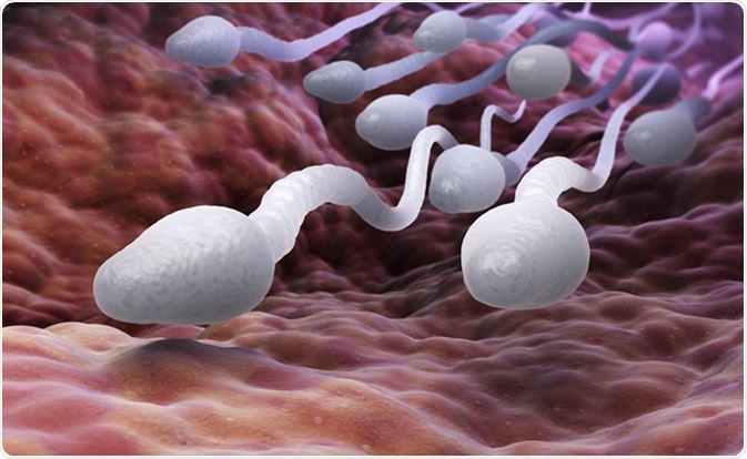 Sperm cells. 3D illustration. Image Credit: Tatiana Shepeleva / Shutterstock