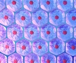 New method to grow embryonic stem cells on a microfluidic chip