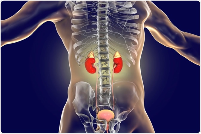 Human kidneys with adrenal glands inside the body, 3D illustration - Illustration Credit: Kateryna Kon / Shutterstock